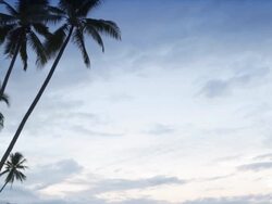 Palm Trees and Sky Stock Footage