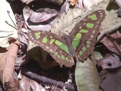 Siproeta stelenes Stock Footage