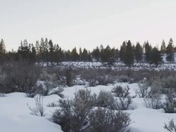 WS TU View of Deep snow covers desert sagebrush in winter and pine trees as sun setting casts orange hues / Bend, Oregon, United States  Stock Footage