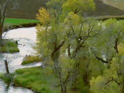 Low altitude aerial shot of a Bald Eagle flying over the Gallatin River near Bozeman, MT then landing in a tree Stock Footage