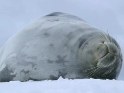 MS Crabeater seal on iceberg and nostrils flairing / Antarctica peninsular, Antarctica Stock Footage