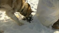 A musher feeds a sled dog. Stock Footage