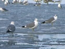 Seagulls on ice Stock Footage
