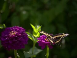 CU SLO MO Shot of Zebra Longwing feeding on purple flower then flying away / Santa Barbara, California, United States Stock Footage
