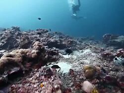 MS TS Shot of Two divers swimming over reef in blue water / Sipadan, Semporna, Tawau, Malaysia Stock Footage