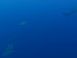 WS TS Shot of School of bull or Zambezi sharks swimming and circling in open water with several remora / Matola, Maputo, Mozambique Stock Footage