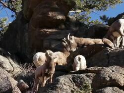 MS Shot of bighorn ewes and lambs moving on rock ledge / Estes Park, Colorado, United States Stock Footage