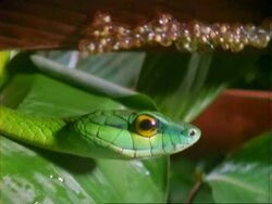 Vine Snake, snake approaches and passes frog's eggs on leaf, close up. Stock Footage