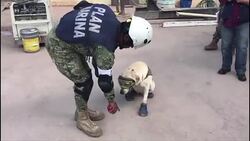VOICED : Frida la heroica perrita rescatista que conquisto Mexico News Clip