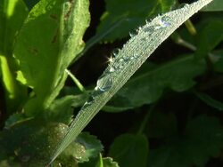 HD: Morning dew Stock Footage