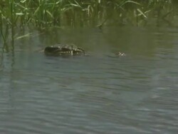 Crocodile (family Crocodylidae) in South Alligator River, Kakadu National Park, NT, Australia Stock Footage