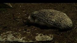 A hedgehog and scorpion tangle. Stock Footage
