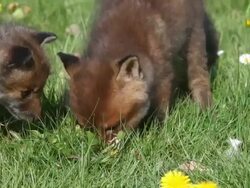 MS Red fox cubs in meadow smelling grass / vieux pont en auge, Normandy, France Stock Footage