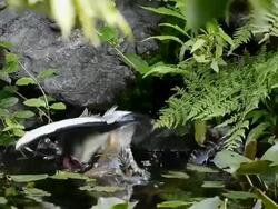 Gray heron (Adrea cinered) is fishing in a stream Stock Footage