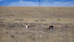 Feeding antelopes Stock Footage