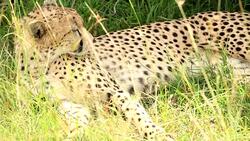 Cheetah Stock Footage