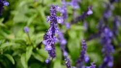 Beautiful lavender top and industrial products such as soaps, skin care cream. Stock Footage