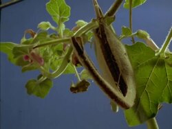 Time lapse  - CU Low angle, Green pod of Devil's Claw opening Stock Footage