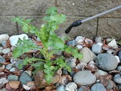 Weed killer Stock Footage