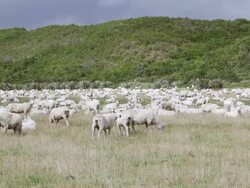 WS View of Sheep's / Te Anau, New Zealand Stock Footage