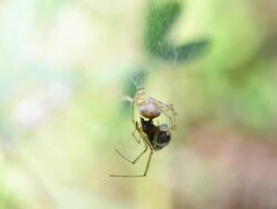 SERIES: A spider and prey Stock Footage