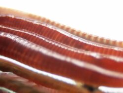 Worms - copy space, macro, HD Stock Footage