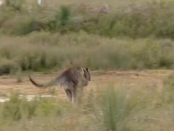 Kangaroo Bounding Stock Footage