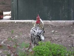 Rooster crowing. HD 1080i Stock Footage