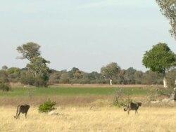 WS TS PAN View of cheetah walking in dry grass through clearing / Okavango Delta, North-West District, Botswana Stock Footage