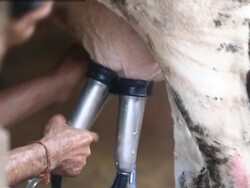 man milk equipment cow Stock Footage