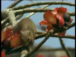 MCU Squirrel feeding from and moving through Bombax Tree flowers, India Stock Footage