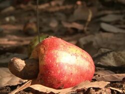 Fallen cashew apples picked up from the ground Stock Footage