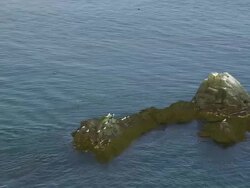 WS ARIEAL DS View of Sea birds sitting on rock in sea in front of West Quoddy lighthouse / Maine, United States Stock Footage