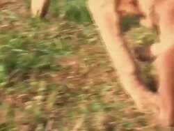 A blood hound sniffing and following a scent trail Stock Footage