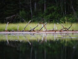 jumping trout Stock Footage