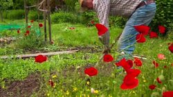 Farmer working in an organic vegetable garden Stock Footage