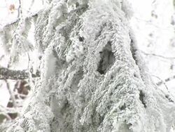 HD: Snow covered spruce tree Stock Footage