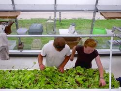 MS SLO MO HA TOP View of Young couple sorting lettuce in green house at organic farm / Chatham, Michigan, United States Stock Footage