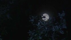 The full moon hangs in the night sky behind a tree. Stock Footage