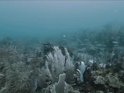 School of Bar Jack fish swim over the Caribbean coral Stock Footage