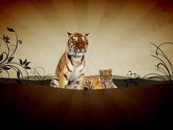 Two tigers Stock Footage