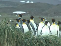 CU, King penguins (Aptenodytes patagonicus) standing on grass South Georgia Island, Falkland Islands, British overseas territory Stock Footage