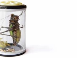 Grasshopper in captivity in China Stock Footage