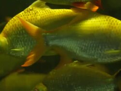 Java barb Freshwater fish Stock Footage