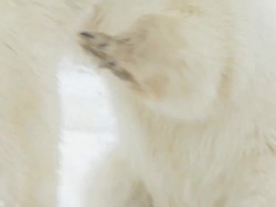 CU ZO SLO MO Two polar bears playing and fighting in frozen landscape / Churchill, Manitoba, Canada Stock Footage