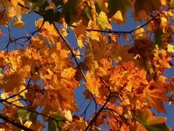 HD: Autumn leaves Stock Footage