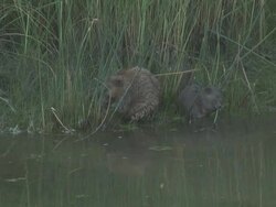 River rat 16 - HD 1080/60i Stock Footage