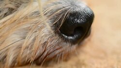 Nose the puppy Stock Footage