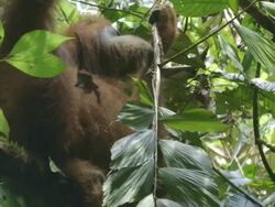 MS Orang utan eating in tree / Bukit Lawang, North Sumatra, Indonesia Stock Footage