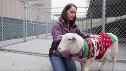 A sheep wearing a festive red-and-green sweater was found wandering around Omaha over the weekend.  The Humane Society is caring for it while it tries to find its owner. (Dec. 9) News Clip
